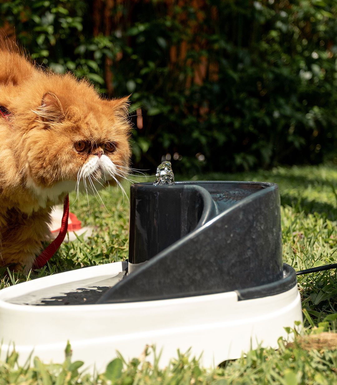 Piscina ao pôr do sol com palmeiras, espreguiçadeiras e áreas de estar cobertas.