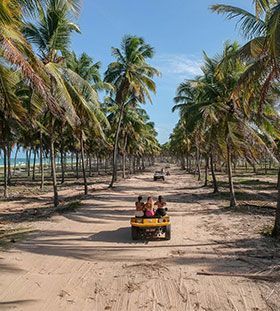 Um buggy amarelo com passageiros viaja por uma estrada de areia ladeada por altas palmeiras em direção ao oceano.