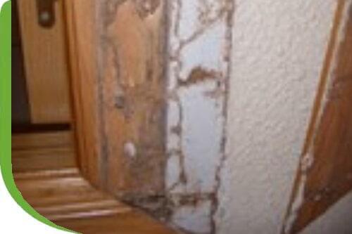 TECNICONTROL DE PLAGAS - Plan de protección contra termitas