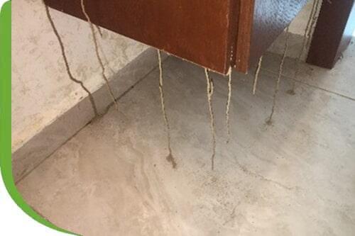 TECNICONTROL DE PLAGAS - Barrera anti termitas