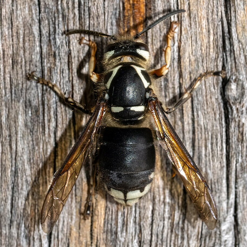 bald-faced hornets