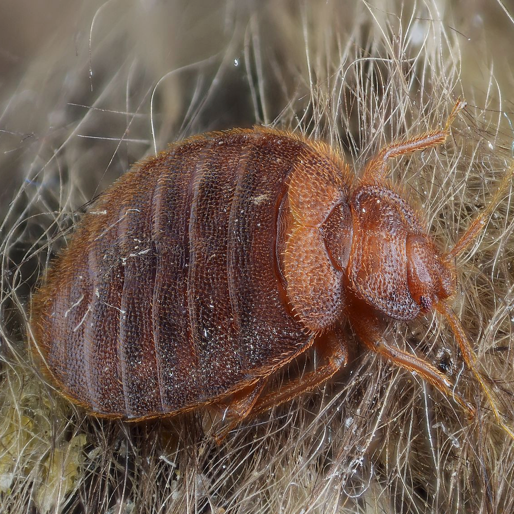 bed bugs