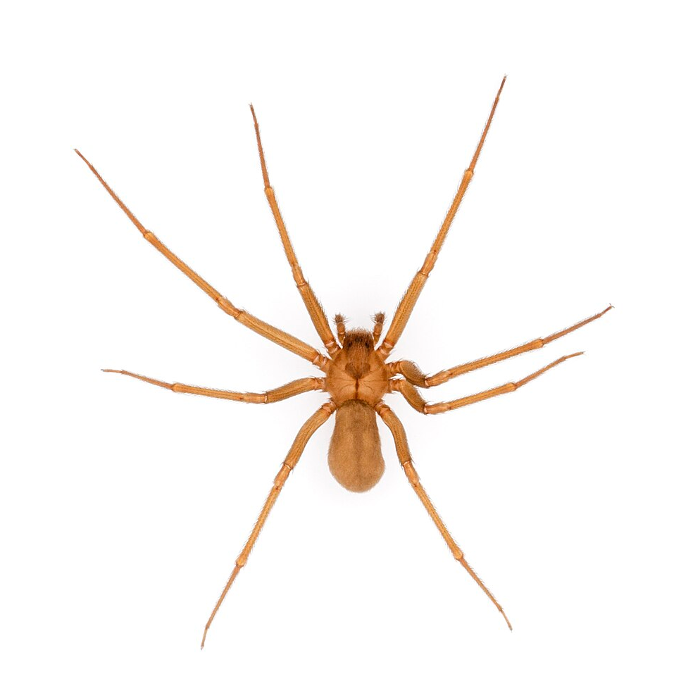 brown recluse spider