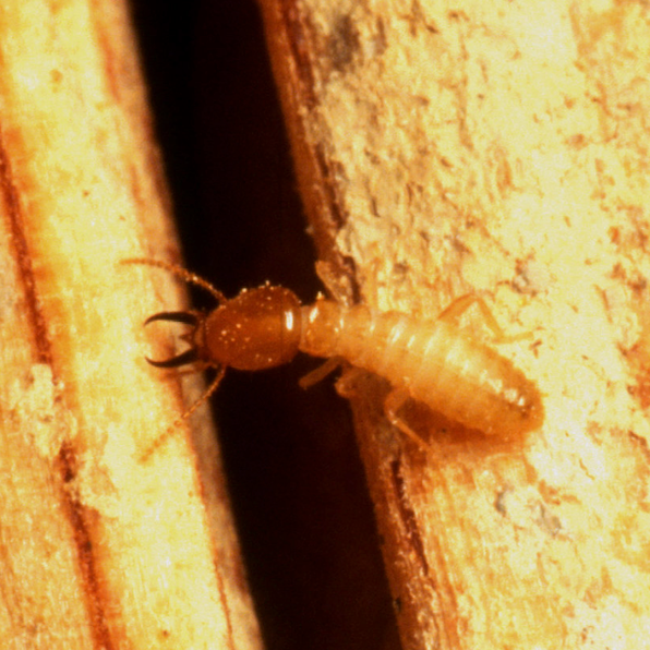 Formosan termites