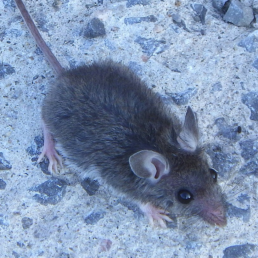 house mice in memphis