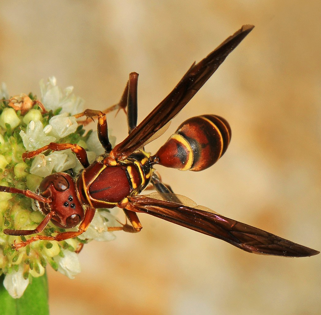 paper wasps