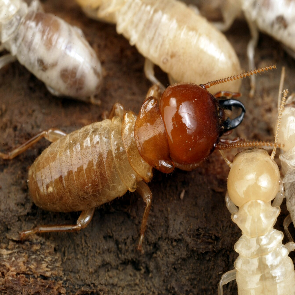 termites