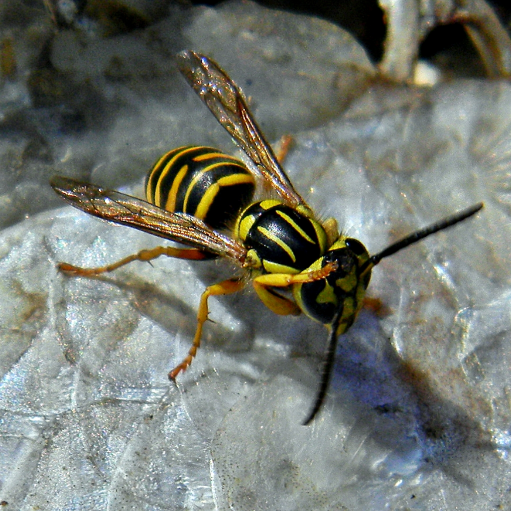 yellowjackets