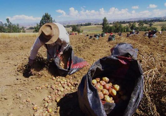 Del campo a la mesa, los mejores productos peruanos