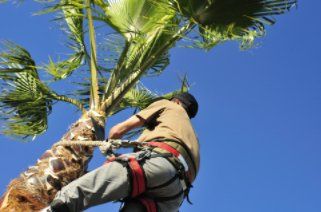 Temecula Tree Trimming