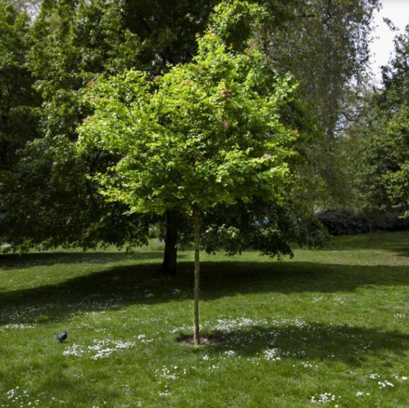 Rancho Tree Removal