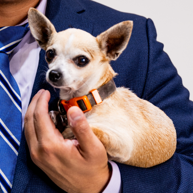 Chihuahua dog held in a person's arms, wearing an orange collar, with the person wearing a suit.