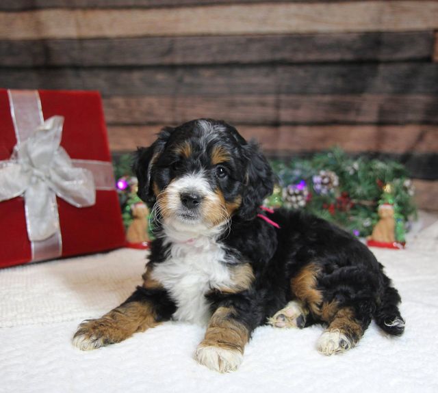 Country lane best sale mini bernedoodles