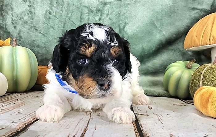 BERNEDOODLE, MINIATURE BERNEDOODLE, PETITE BERNEDOODLE, PUPPY FOR SALE