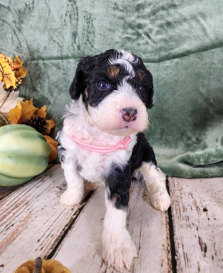 BERNEDOODLE, MINIATURE BERNEDOODLE, PETITE BERNEDOODLE, PUPPY FOR SALE, IOWA, DECORAH