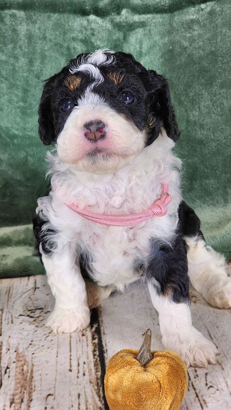 BERNEDOODLE, MINIATURE BERNEDOODLE, PETITE BERNEDOODLE, PUPPY FOR SALE, IOWA, DECORAH