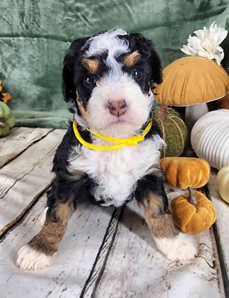 BERNEDOODLE, MINIATURE BERNEDOODLE, PETITE BERNEDOODLE, PUPPY FOR SALE, IOWA, DECORAH