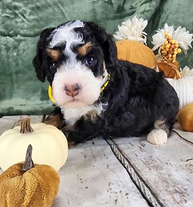 BERNEDOODLE, MINIATURE BERNEDOODLE, PETITE BERNEDOODLE, PUPPY FOR SALE, IOWA, DECORAH