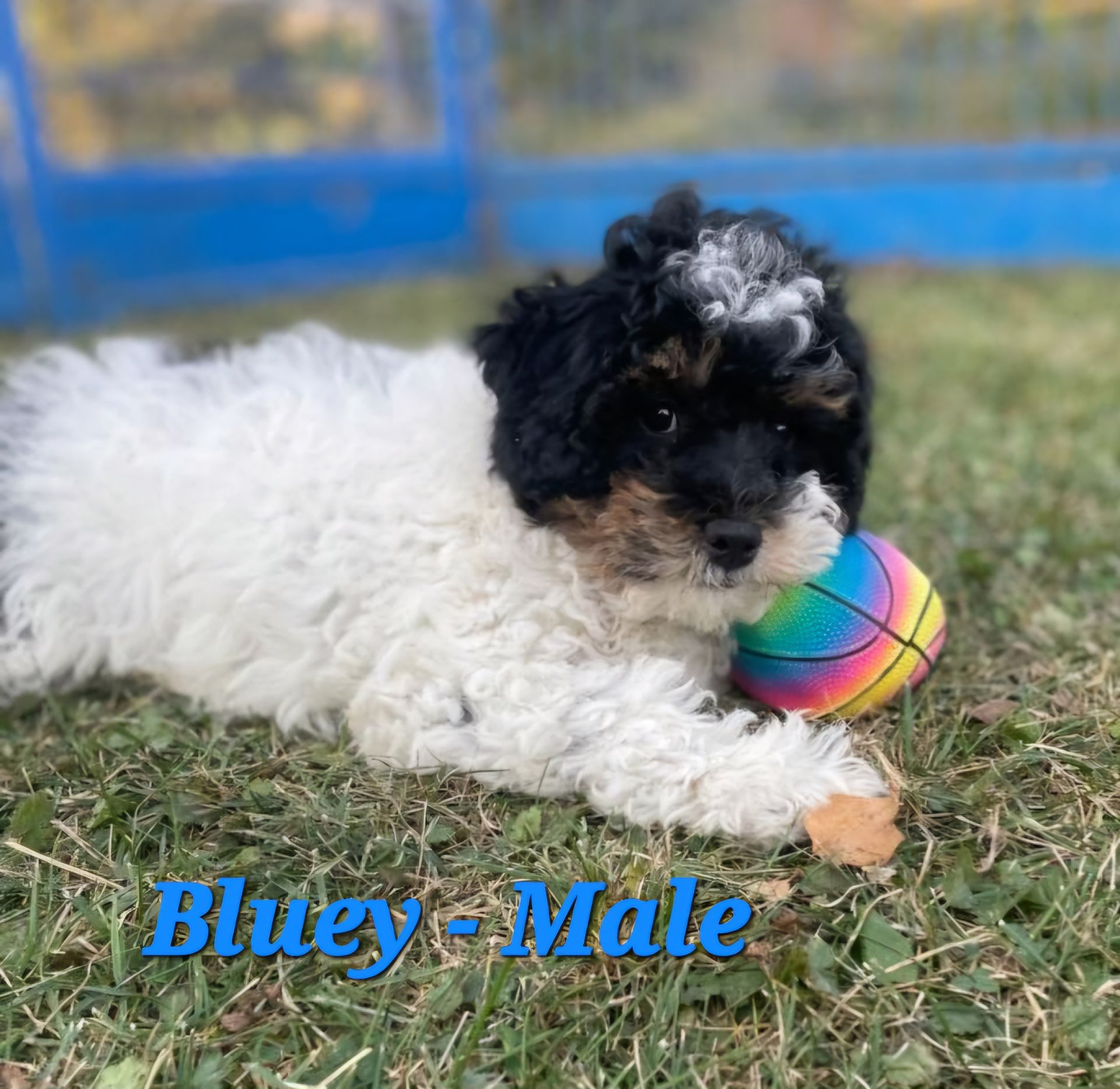 BERNEDOODLE MINIATURE BERNEDOODLE PETITE BERNEDOODLE PUPPY FOR SALE, IOWA DECORAH  tri-color