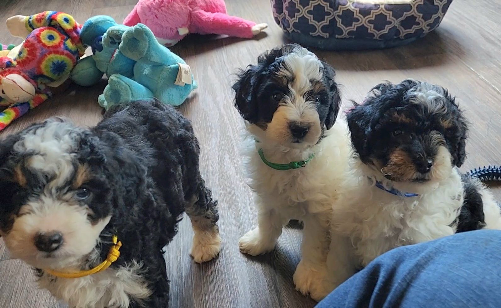 BERNEDOODLE MINIATURE BERNEDOODLE PETITE BERNEDOODLE PUPPY FOR SALE, IOWA DECORAH  tri-color