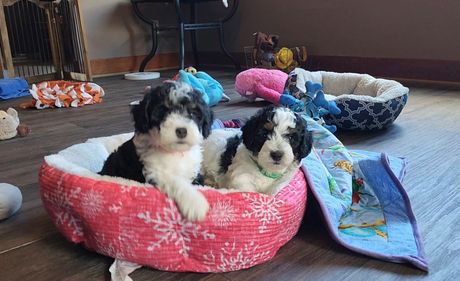 BERNEDOODLE, MINIATURE BERNEDOODLE, PETITE BERNEDOODLE, PUPPY FOR SALE, IOWA, DECORAH