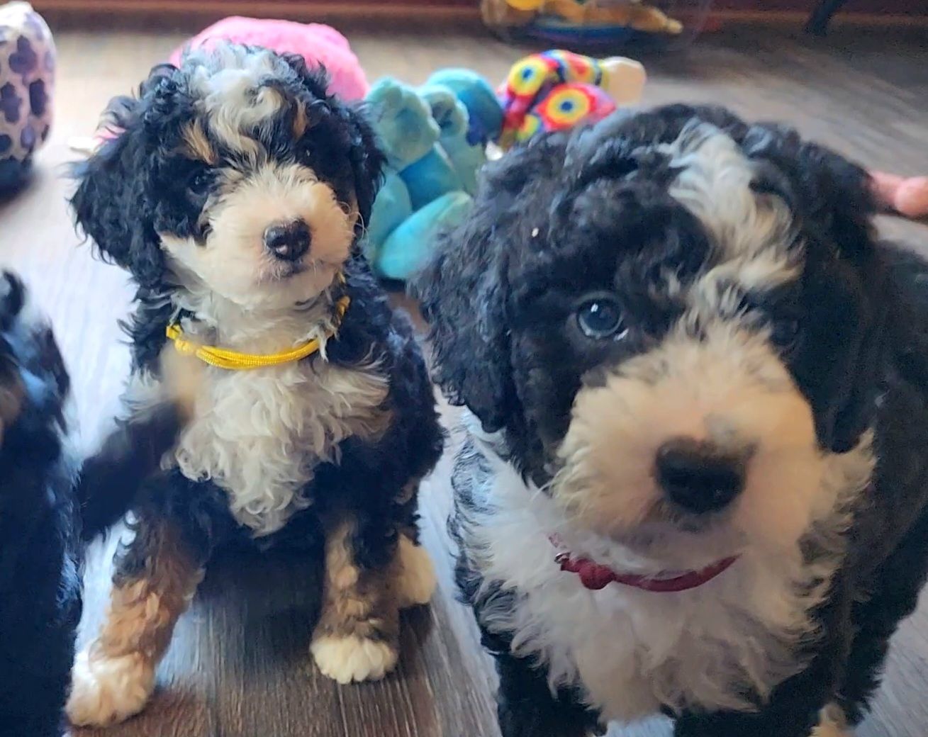 BERNEDOODLE MINIATURE BERNEDOODLE PETITE BERNEDOODLE PUPPY FOR SALE, IOWA DECORAH  tri-color