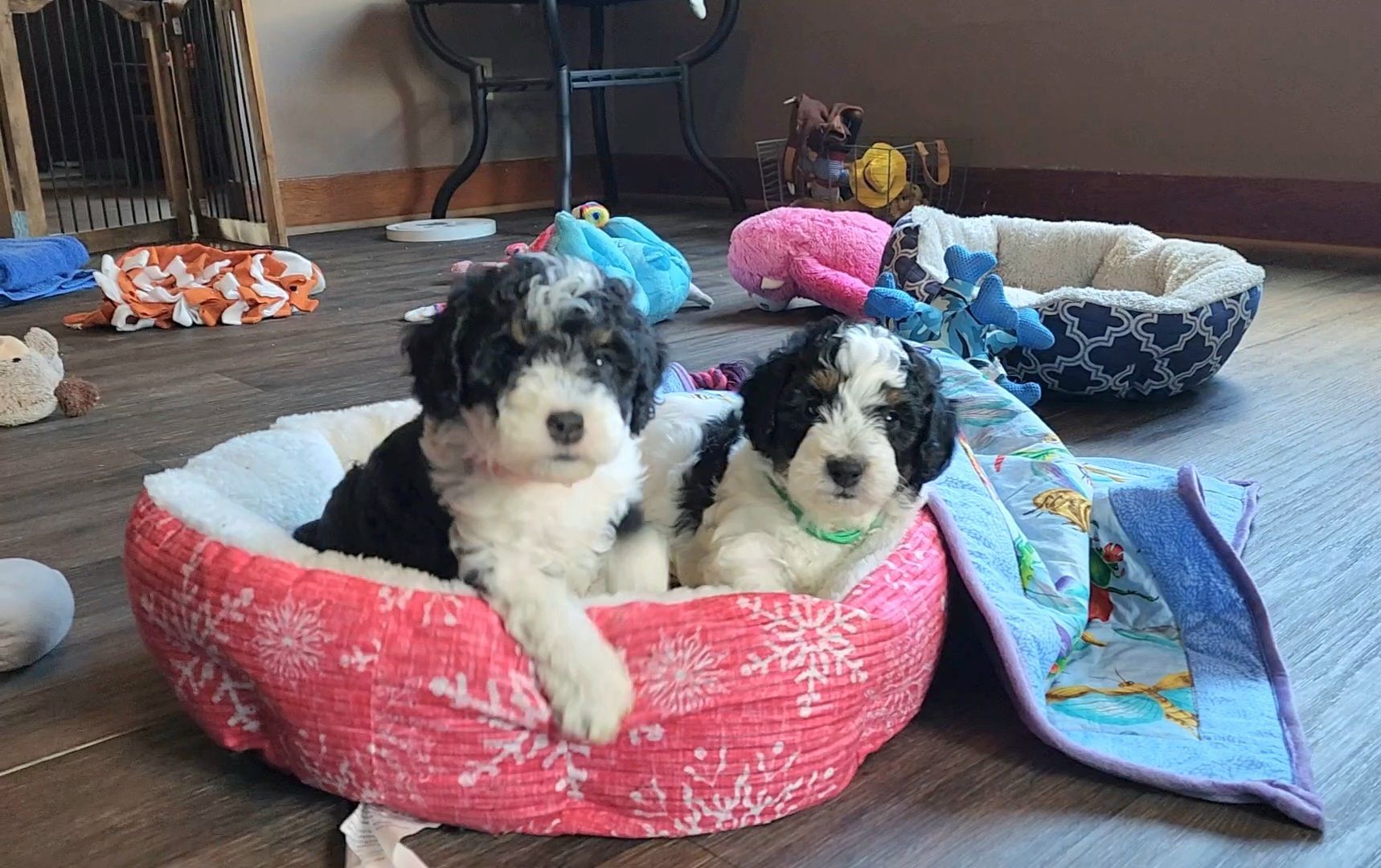 BERNEDOODLE MINIATURE BERNEDOODLE PETITE BERNEDOODLE PUPPY FOR SALE, IOWA DECORAH  tri-color