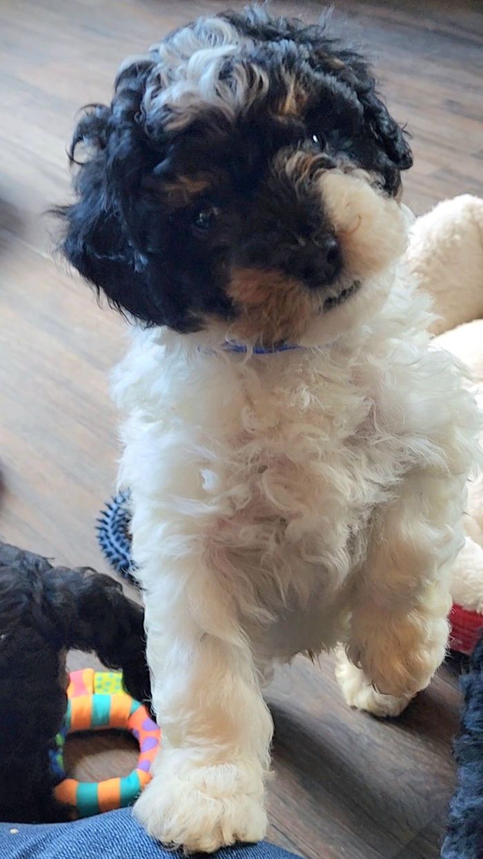 BERNEDOODLE, MINIATURE BERNEDOODLE, PETITE BERNEDOODLE, PUPPY FOR SALE