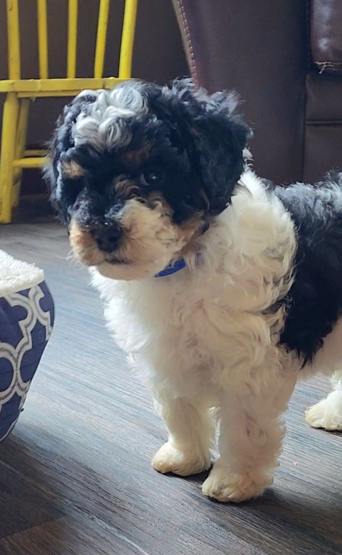 BERNEDOODLE, MINIATURE BERNEDOODLE, PETITE BERNEDOODLE, PUPPY FOR SALE, IOWA, DECORAH