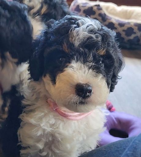 BERNEDOODLE, MINIATURE BERNEDOODLE, PETITE BERNEDOODLE, PUPPY FOR SALE, IOWA, DECORAH