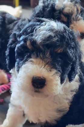 BERNEDOODLE, MINIATURE BERNEDOODLE, PETITE BERNEDOODLE, PUPPY FOR SALE, IOWA, DECORAH