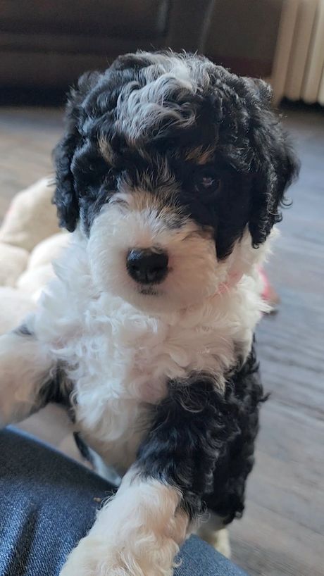 BERNEDOODLE, MINIATURE BERNEDOODLE, PETITE BERNEDOODLE, PUPPY FOR SALE, IOWA, DECORAH