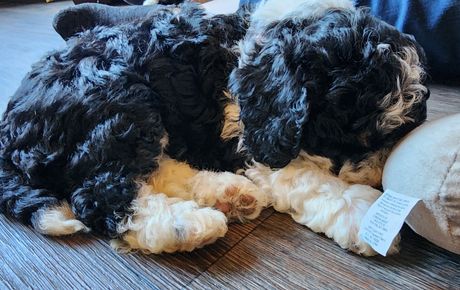 BERNEDOODLE, MINIATURE BERNEDOODLE, PETITE BERNEDOODLE, PUPPY FOR SALE, IOWA, DECORAH