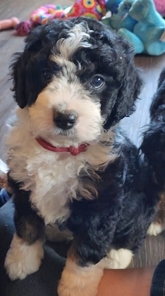 BERNEDOODLE, MINIATURE BERNEDOODLE, PETITE BERNEDOODLE, PUPPY FOR SALE