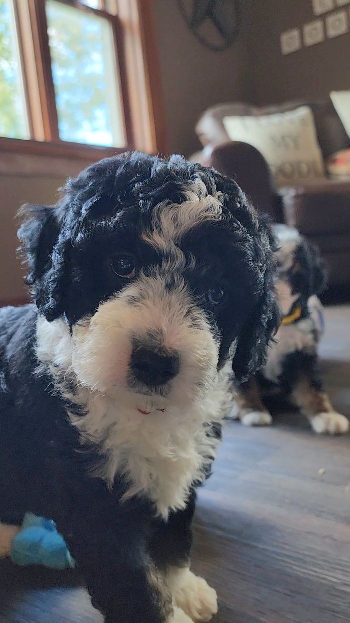 BERNEDOODLE, MINIATURE BERNEDOODLE, PETITE BERNEDOODLE, PUPPY FOR SALE