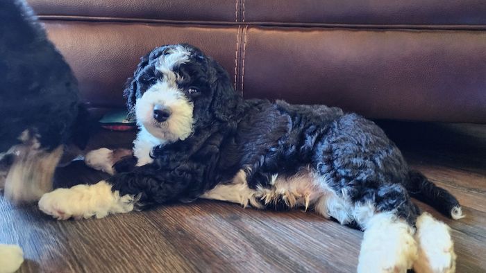 BERNEDOODLE, MINIATURE BERNEDOODLE, PETITE BERNEDOODLE, PUPPY FOR SALE