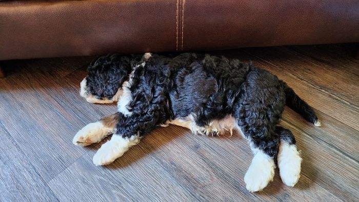 BERNEDOODLE, MINIATURE BERNEDOODLE, PETITE BERNEDOODLE, PUPPY FOR SALE