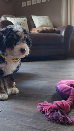 BERNEDOODLE, MINIATURE BERNEDOODLE, PETITE BERNEDOODLE, PUPPY FOR SALE, IOWA, DECORAH