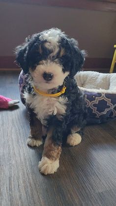 BERNEDOODLE, MINIATURE BERNEDOODLE, PETITE BERNEDOODLE, PUPPY FOR SALE, IOWA, DECORAH