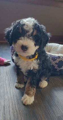 BERNEDOODLE, MINIATURE BERNEDOODLE, PETITE BERNEDOODLE, PUPPY FOR SALE, IOWA, DECORAH