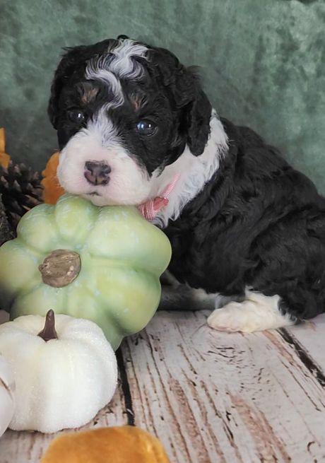 BERNEDOODLE, MINIATURE BERNEDOODLE, PETITE BERNEDOODLE, PUPPY FOR SALE, IOWA, DECORAH