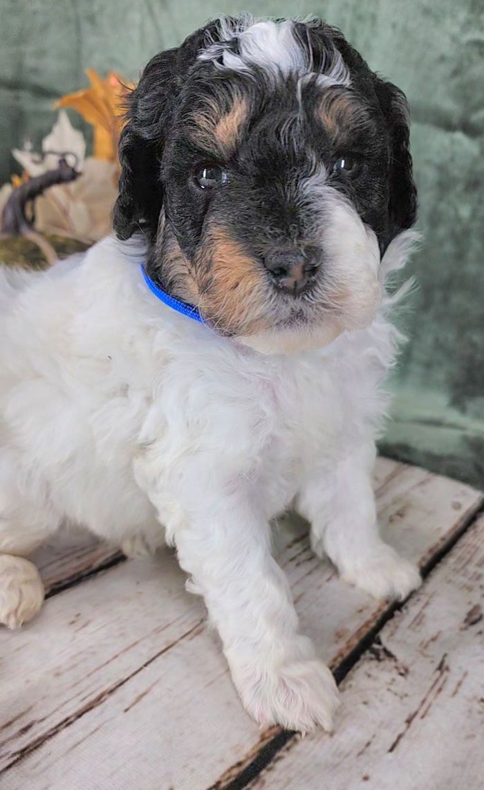 BERNEDOODLE, MINIATURE BERNEDOODLE, PETITE BERNEDOODLE, PUPPY FOR SALE