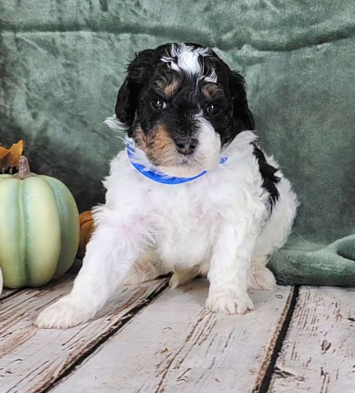 BERNEDOODLE, MINIATURE BERNEDOODLE, PETITE BERNEDOODLE, PUPPY FOR SALE