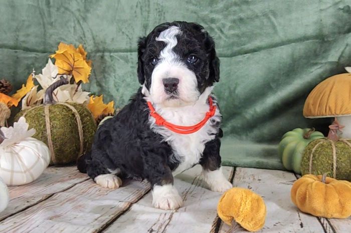 BERNEDOODLE, MINIATURE BERNEDOODLE, PETITE BERNEDOODLE, PUPPY FOR SALE