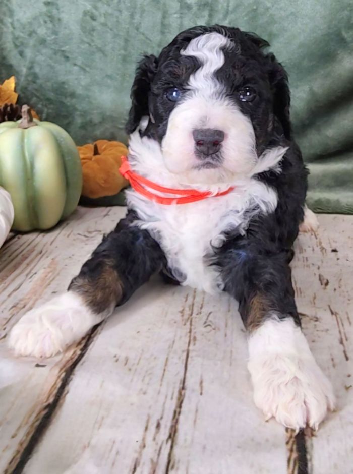 BERNEDOODLE, MINIATURE BERNEDOODLE, PETITE BERNEDOODLE, PUPPY FOR SALE