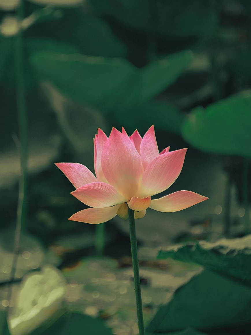 Enlightened Life Temple offering retreats and information in Denver, CO