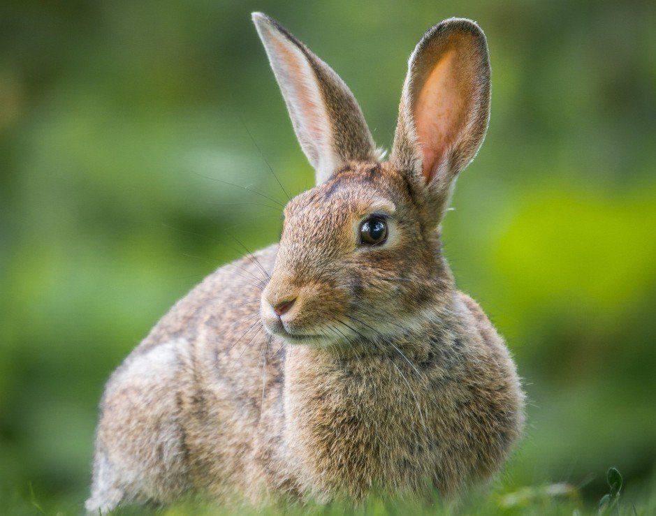 Alert rabbit with ears up