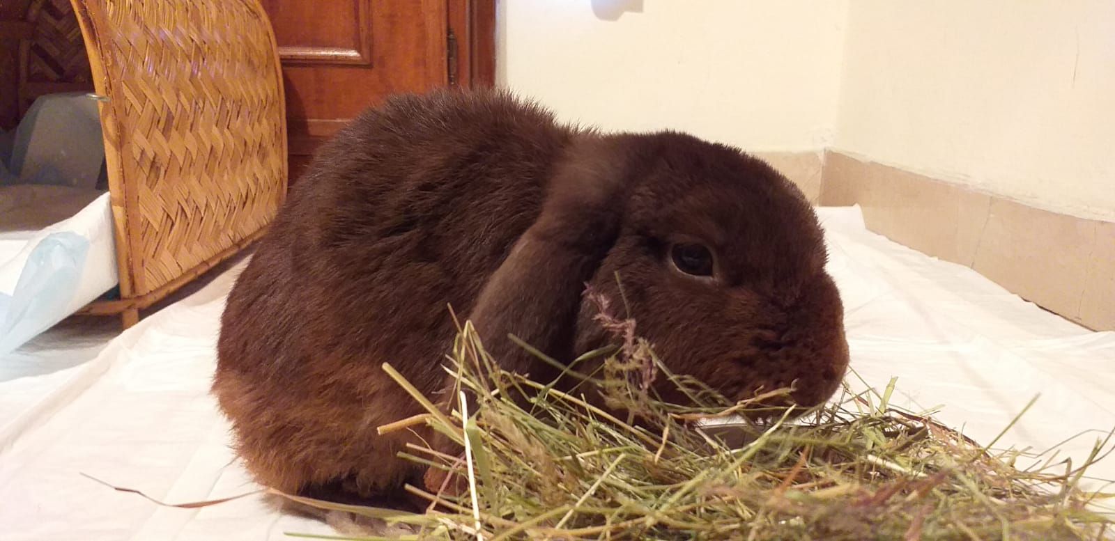 Ambulatorio Veterinario Borgonuovo Prato