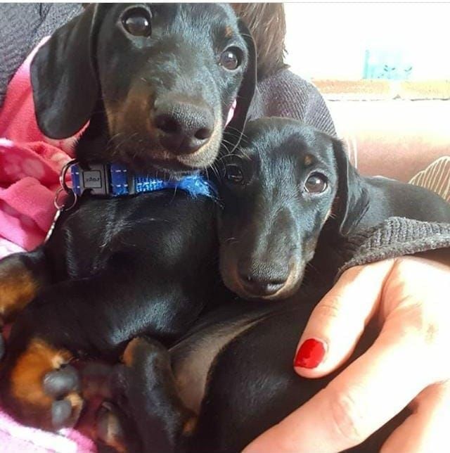 Visite comportamentali Veterinario Borgonuovo a Prato 