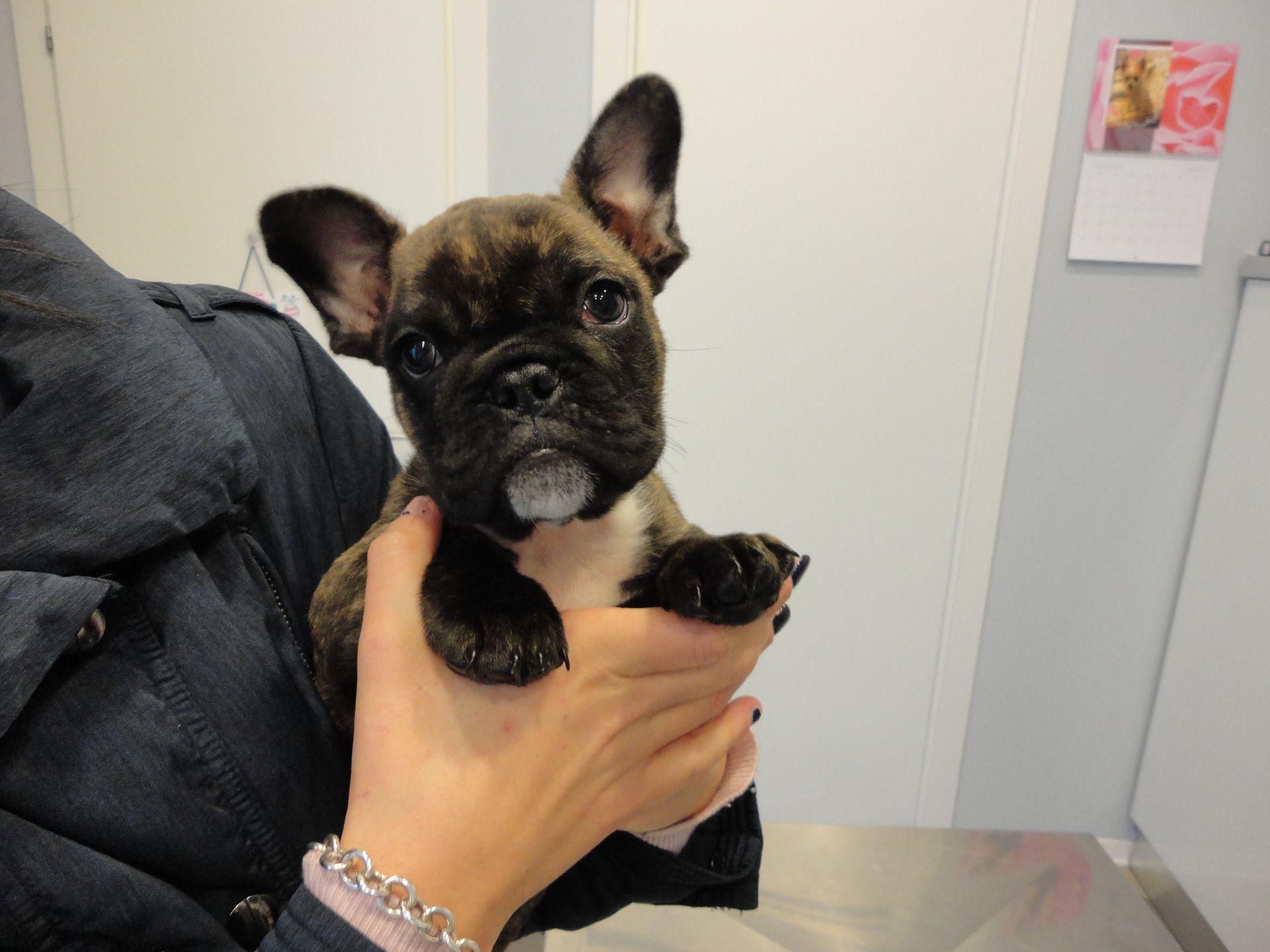 Vaccino cane  Prato Ambulatorio Veterinario Borgonuovo